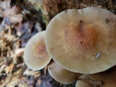 Kuehneromyces marginellus