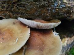 Kuehneromyces marginellus