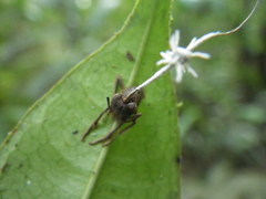 Ophiocordyceps dipterigena