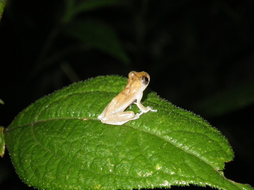 Yellow Treefrog