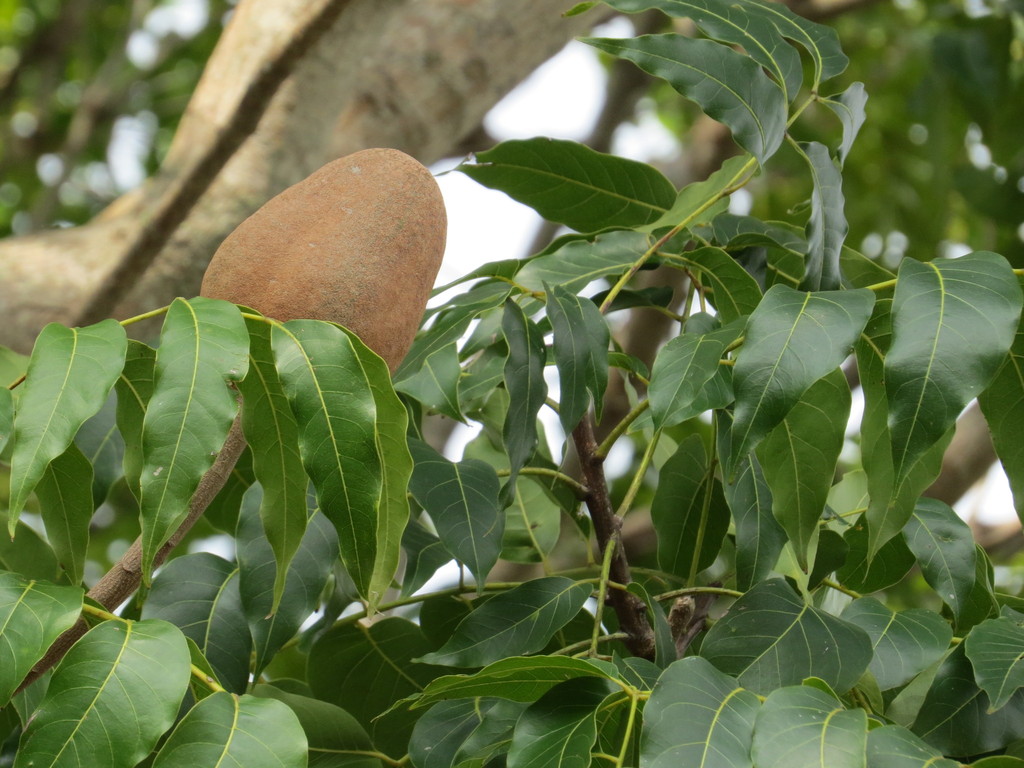 Big-leaf Mahogany in November 2014 by jmoralesrbpc · iNaturalist