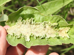 Ditylenchus phyllobius