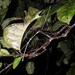 Clonistria caputaurata - Photo (c) Mike G. Rutherford, algunos derechos reservados (CC BY-NC), subido por Mike G. Rutherford