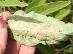 Ditylenchus phyllobius