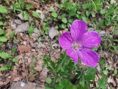 Geranium crenatifolium