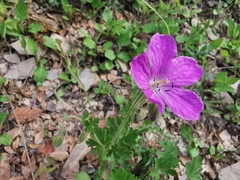Geranium crenatifolium