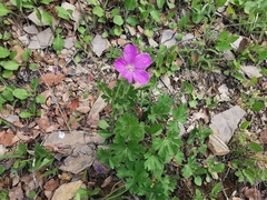 Geranium crenatifolium