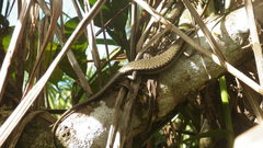 Copeoglossum aurae