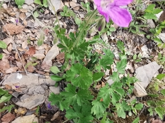 Geranium crenatifolium