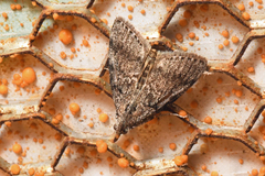 Scoparia penumbralis