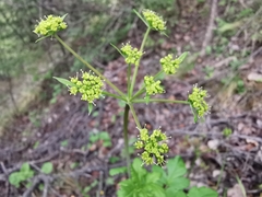 Arracacia atropurpurea