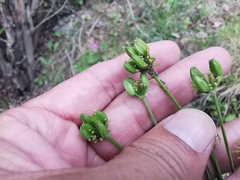 Arracacia atropurpurea