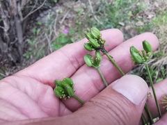 Arracacia atropurpurea