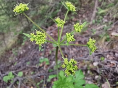 Arracacia atropurpurea