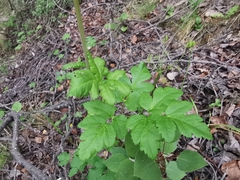 Arracacia atropurpurea