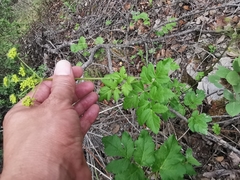 Arracacia atropurpurea