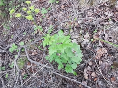 Arracacia atropurpurea