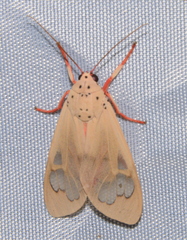Amerila astreus