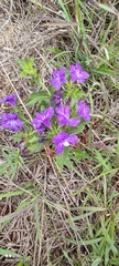 Ruellia