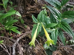 Lithospermum notatum