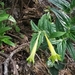 Lithospermum notatum - Photo 由 Carlos G Velazco-Macias 所上傳的 (c) Carlos G Velazco-Macias，保留部份權利CC BY-NC
