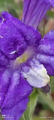 Ruellia
