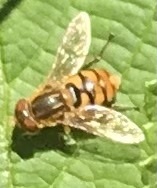 Parhelophilus obsoletus