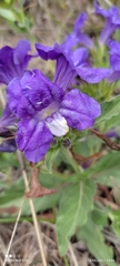 Ruellia