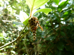 Mischocyttarus phthisicus