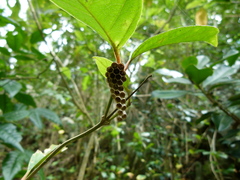 Mischocyttarus phthisicus