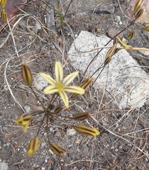 Triteleia ixioides