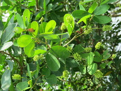 Pithecellobium winzerlingii