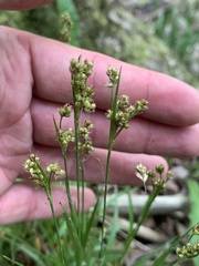 Luzula multiflora multiflora