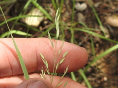 Eragrostis pectinacea pectinacea