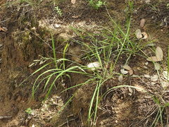Eragrostis pectinacea pectinacea
