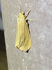 Virbia opella