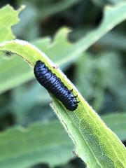 Trirhabda canadensis