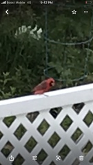 Cardinalis cardinalis