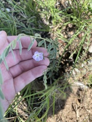 Evolvulus nuttallianus