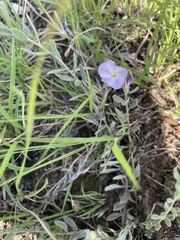 Evolvulus nuttallianus