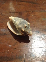 Cymbiola vespertilio