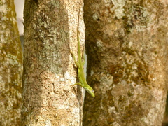 Anolis evermanni