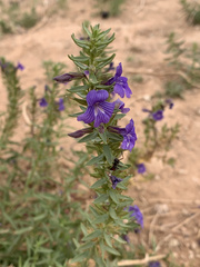 Stemodia florulenta