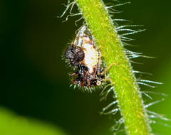 Cyphonia clavigera