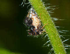 Cyphonia clavigera