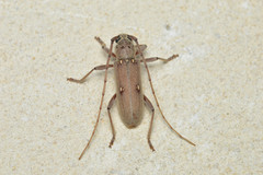 Eburia mutica