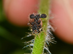Cyphonia clavigera