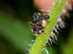 Cyphonia clavigera