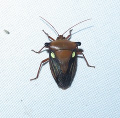 Edessa biguttata