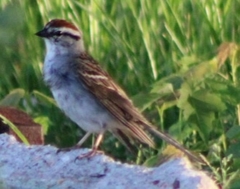 Spizella passerina